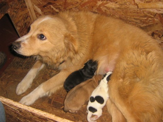 MI PERRITA PELUSA ES MADRE DE TRES CACHORROS.